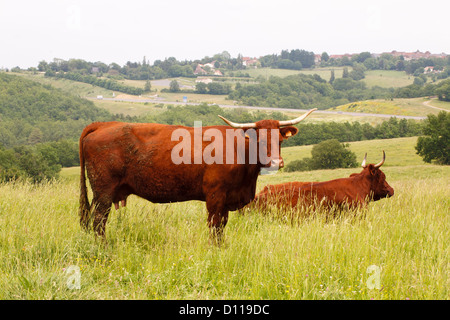 Salers-Kühe, einer Sitzung. In der Nähe der Autobahn A20. Viele Region, Frankreich. Juni Stockfoto