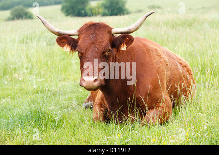 Salers Kuh sitzen. Viele Region, Frankreich. Juni Stockfoto