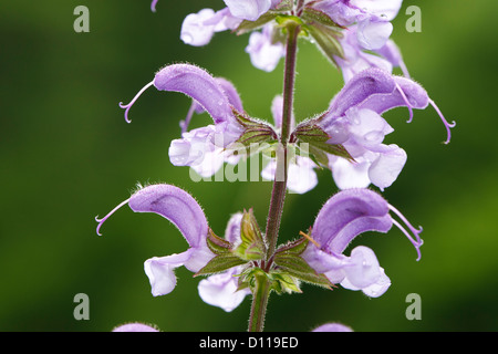 Wiese Salbei (Salvia Pratensis) Blüte. Auf dem Causse de Gramat, viel Region, Frankreich. Stockfoto