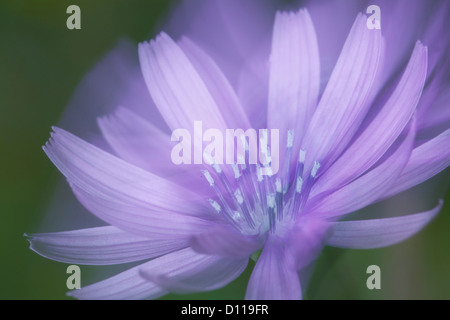 Blume Blau oder Berg Kopfsalat (Lactuca Perennis) an einem windigen Tag fotografiert. Auf dem Causse de Gramat, viel Region, Frankreich. Stockfoto