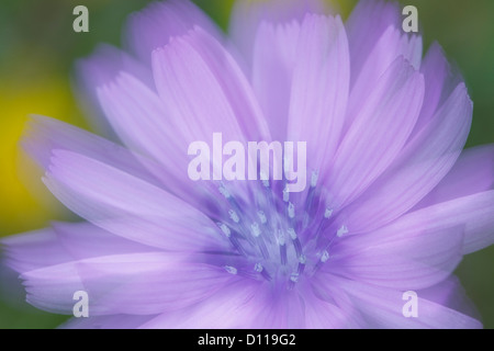 Blume Blau oder Berg Kopfsalat (Lactuca Perennis) an einem windigen Tag fotografiert. Auf dem Causse de Gramat, viel Region, Frankreich. Stockfoto