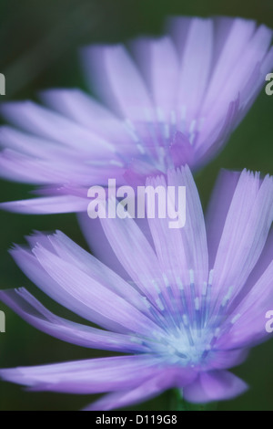 Blume Blau oder Berg Kopfsalat (Lactuca Perennis) an einem windigen Tag fotografiert. Auf dem Causse de Gramat, viel Region, Frankreich. Stockfoto