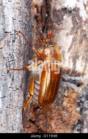 Sommer-Chafer Käfer oder Juni Bug (Amphimallon Solstitialis) Erwachsenen ruht auf einem Baumstamm. Auf dem Causse de Gramat, Frankreich. Stockfoto
