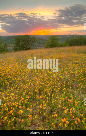 Niere Wicke (Anthyllis Vulneraria) massierten Blüte bei Sonnenuntergang. Auf dem Causse de Gramat, viel Region, Frankreich. Juni. Stockfoto