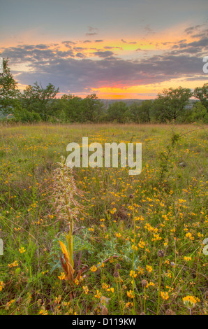 Lizard Orchid (Himantoglossum Hircinum) in einer Limstone Wiese bei Sonnenuntergang. Auf dem Causse de Gramat, viel Region, Frankreich. Juni. Stockfoto