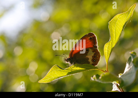 Pearly Heide Schmetterling (Coenonympha Arcania) sonnen sich auf einem Blatt Hartriegel. Auf dem Causse de Gramat, viel Region, Frankreich. Stockfoto
