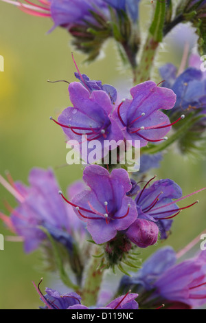 Viper's Bugloss (Echium Vulgare) Blumen. Lozère, Frankreich. Juni. Stockfoto