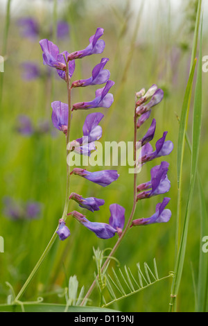 Fein-leaved Wicke (Vicia Tenuifolia) Blüte. Causse méjean, Lozère, Frankreich. Juni. Stockfoto