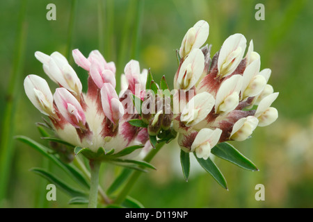Blumen der Niere Wicke (Anthyllis Vulneraria) weiß/rosa blühende Unterarten. Causse méjean, Lozère, Frankreich. Juni. Stockfoto