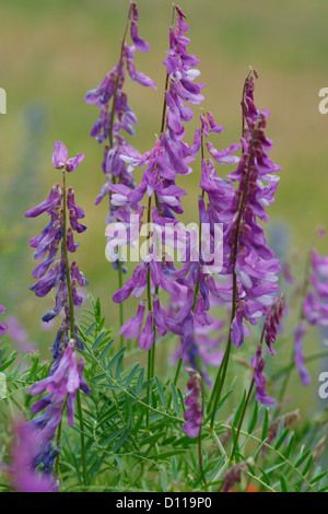 Fein-leaved Wicke (Vicia Tenuifolia) Blüte. Causse méjean, Lozère, Frankreich. Juni. Stockfoto