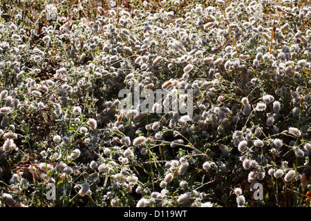 Haresfoot Clover (Trifolium Arvense) Masse an einem taufrischen Morgen blühen. Bouches-du-Rhône, Provence, Frankreich. Juni. Stockfoto