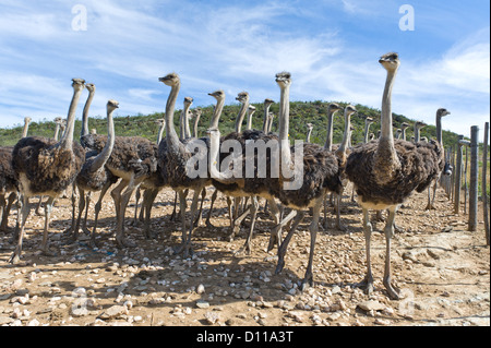 Kommerzielle Ostrich Farm, Oudtshoorn, Western Cape, Südafrika Stockfoto