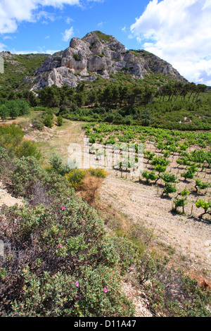 Weinberg und Kalkstein Hügel. Chaîne des Alpilles, Bouches-du-Rhône, Provence, Frankreich. Juni. Stockfoto
