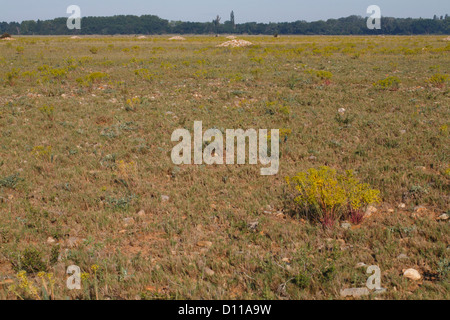 Lebensraum - steinigen Trockensteppe der Réserve Naturelle Coussouls de Crau. Peau de Meau Scheune. Bouches-du-Rhône, Provence, Frankreich. Stockfoto