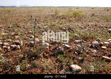 Lebensraum - steinigen Trockensteppe der Réserve Naturelle Coussouls de Crau. Bouches-du-Rhône, Provence, Frankreich. Juni. Stockfoto