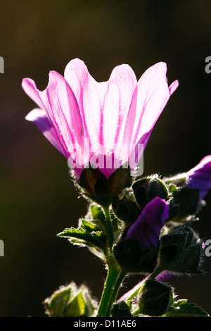 Blume der Moschusmalve (Malva Moschata). Chaîne des Alpilles, Bouches-du-Rhône, Provence, Frankreich. Juni. Stockfoto