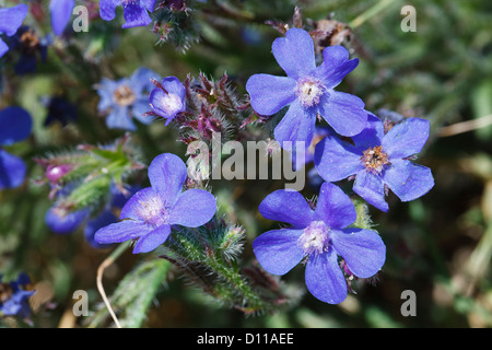 Blüten in großen blauen Alkanet (Ochsenzungen Azurea). Chaîne des Alpilles, Bouches-du-Rhône, Provence, Frankreich. Juni. Stockfoto