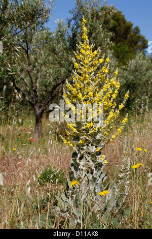 Orange-Königskerze (Verbascum Phlomoides) große Pflanze blüht in einem Obstgarten Olive (Olea Europea). Stockfoto