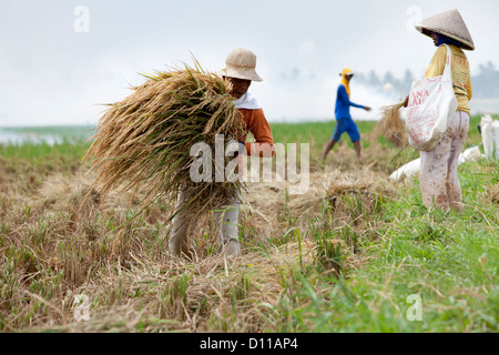 Arbeiter ernten von Reis in der Nähe von Cikarang, Java. Indonesien Stockfoto