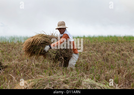 Arbeiter ernten von Reis in der Nähe von Cikarang, Java. Indonesien Stockfoto