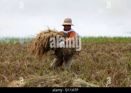 Arbeiter ernten von Reis in der Nähe von Cikarang, Java. Indonesien Stockfoto