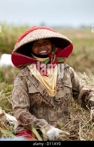 Arbeiter ernten von Reis in der Nähe von Cikarang, Java. Indonesien Stockfoto