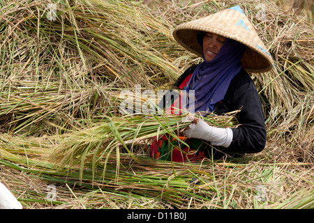 Arbeiter ernten von Reis in der Nähe von Cikarang, Java. Indonesien Stockfoto