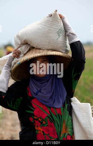 Arbeiter ernten von Reis in der Nähe von Cikarang, Java. Indonesien Stockfoto