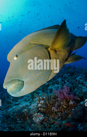 Napoleon Lippfisch, Elphinstone Reef, Marsa Alam, Rotes ...