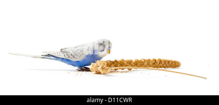 Blauen Sittich Hirse essen Stockfoto