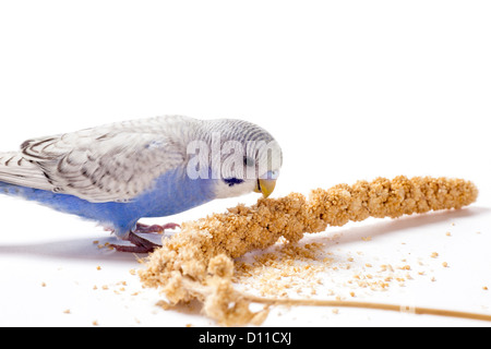 Blauen Sittich Hirse essen Stockfoto