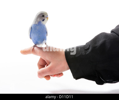 Blauen Sittich auf eine weibliche Hand sitzen Stockfoto