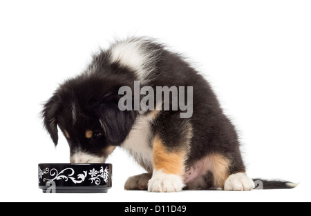 Australian Shepherd Welpen, 2 Monate alt, sitzen und Essen aus Schüssel vor weißem Hintergrund Stockfoto