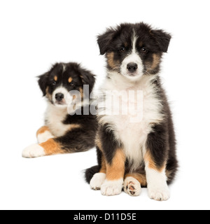 Zwei Australian Shepherd Welpen, 2 Monate alt, sitzen mit Fokus auf Vordergrund vor weißem Hintergrund Stockfoto