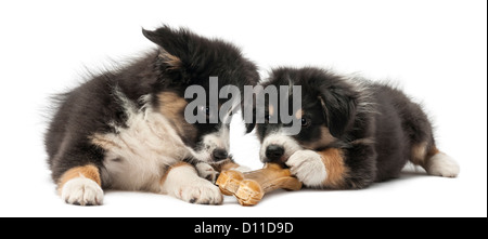 Zwei Australian Shepherd Welpen, 2 Monate alt, Lügen und kauen einen Knöchel Knochen vor weißem Hintergrund Stockfoto