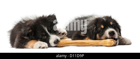 Zwei Australian Shepherd Welpen, 2 Monate alt, Lügen und kauen einen Knöchel Knochen vor weißem Hintergrund Stockfoto
