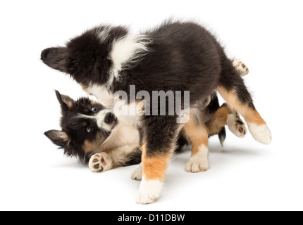 Zwei Australian Shepherd Welpen, 2 Monate alt, spielen kämpfen vor weißem Hintergrund Stockfoto