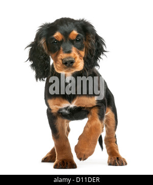 Working Cocker Spaniel, 10 Wochen alt, schaut in die Kamera vor weißem Hintergrund Stockfoto