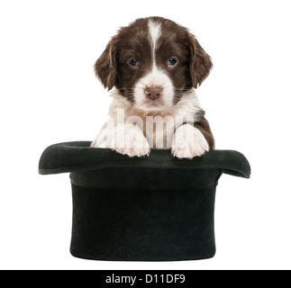 English Springer Spaniel, 5 Wochen alt, sitzen in einen Zylinderhut auf weißen Hintergrund Stockfoto