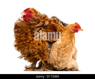 Kreuzen Sie, Hahn, eine Mischung aus Peking und Wyandotte, stehen neben Peking-bantam Henne vor weißem Hintergrund Stockfoto