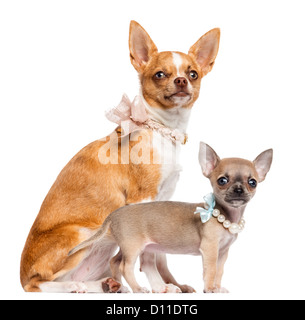 Zwei Chihuahua Welpen, 4 und 7 Monate alt, sitzen und tragen Perlen und spitzen Kragen vor weißem Hintergrund Stockfoto