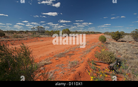 Australische Outback Straße gesäumt mit gelben Wildblumen und niedrigen einheimischer Vegetation im Sturt Nationalpark, outback NSW Australia Stockfoto