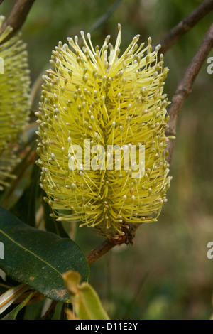 Blume der Banksia Robur - Australian native Pflanze - wachsen in freier Wildbahn in Tuan Staatswald Queensland Australien Stockfoto