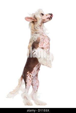 Chinese Crested Dog auf Hinterbeinen stehen und auf der Suche auf weißem Hintergrund Stockfoto