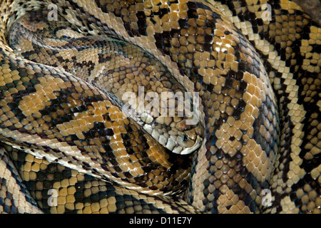 Australische Teppich Schlange, ein Python, aufgerollter oben und ruhend auf Waldboden in Queensland-Australien Stockfoto