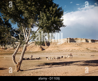 1960ER JAHREN NAVAJO FAMILIE HÜTEN SCHAFE IN DER NÄHE VON TONALEA Stockfoto