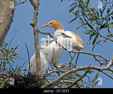 Männliche weiße Kuhreiher - Bubulcus Ibis in der Zucht Gefieder mit zwei gefiederten Küken im Nest von Stöcken in Baum gegen blauen Himmel Stockfoto