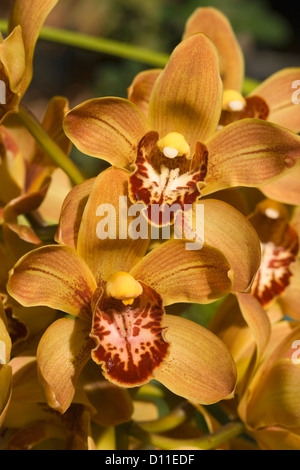 Nahaufnahme von gelben und roten Blumen Cymbidium Orchidee - Winter Beauty x Tethys x acht Karat Stockfoto