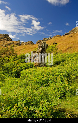 Steinstatuen der Osterinsel - Moai - umgeben von Blumenwiesen auf den inneren hängen des erloschenen Vulkans / Steinbruch Ranu Raraku Stockfoto