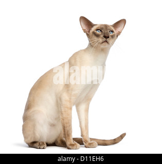 Orientalisch Kurzhaar sitzen und auf der Suche auf weißem Hintergrund Stockfoto